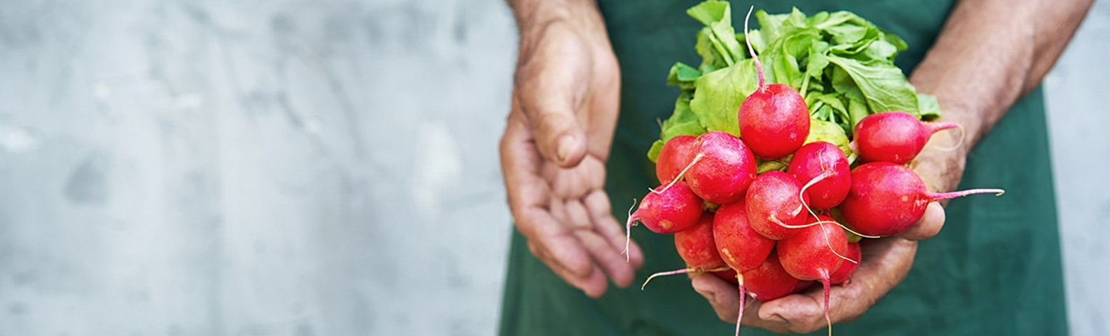 Healthy, sustainably grown radishes