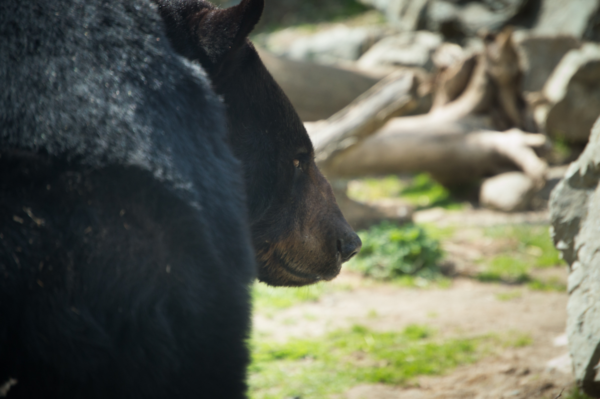 black bear in zoo habitat